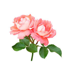 Rosen