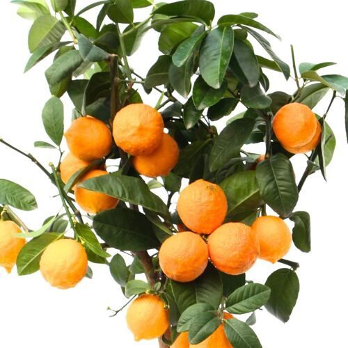 Limettenbaum Red Lime