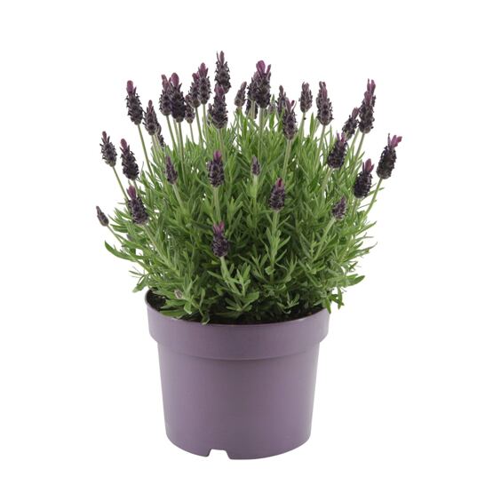 Lavendel-Hecke Blau